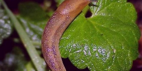 Kako preraditi kupus od gusjenica